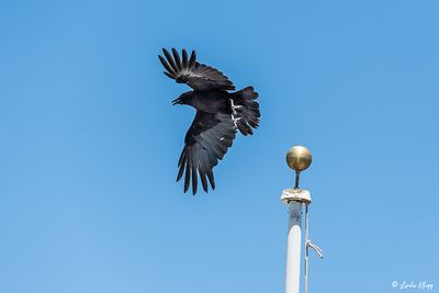 Crow  6