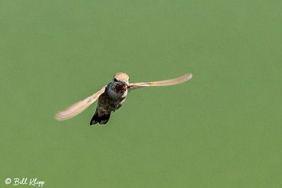 Hummingbird  5