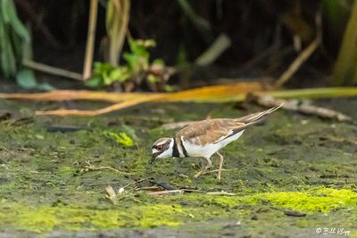 Killdeer  5