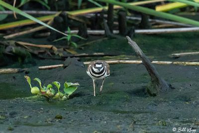 Killdeer  6