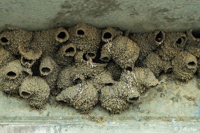 Mud Swallow Nests  2