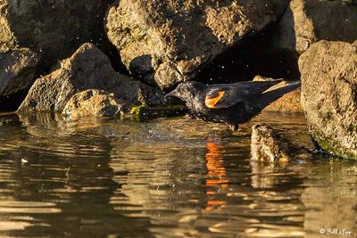 Red Winged Black Bird   5