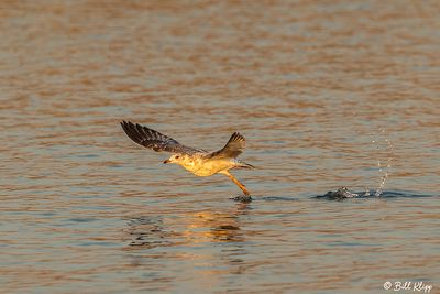 Ring-billed Gull   8