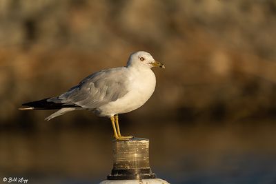 Ring-billed Gull  12