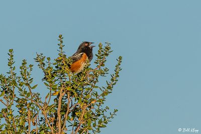 Spotted Towhee  1