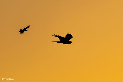 White-tailed Kite Sunset  7
