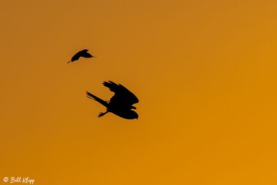 White-tailed Kite Sunset  6
