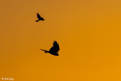 White-tailed Kite Sunset  5