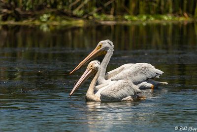 White Pelicans  3