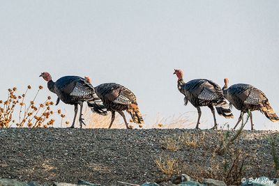 Wild Turkeys  20