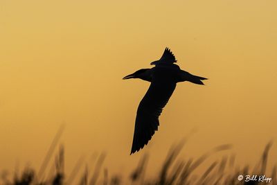Delta Sunset -- 2022 - 26