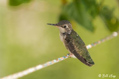 Anna's Hummingbird   1