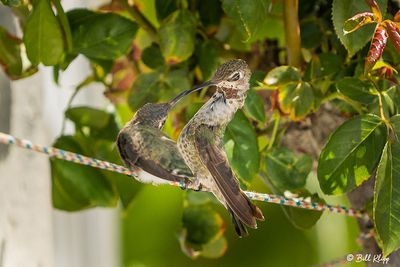 Anna's Hummingbird   2