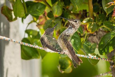 Anna's Hummingbird   3