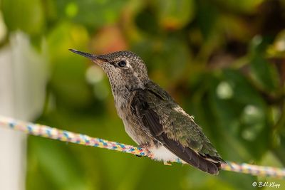 Anna's Hummingbird   4