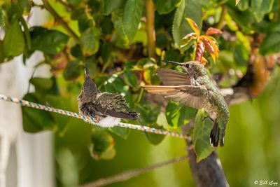 Anna's Hummingbird   5