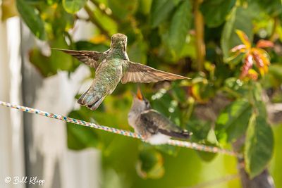 Anna's Hummingbird   7
