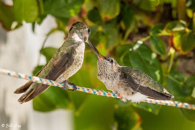 Anna's Hummingbird   13