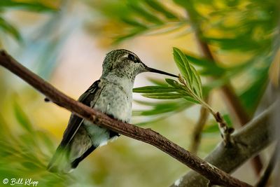 Anna's Hummingbird   27