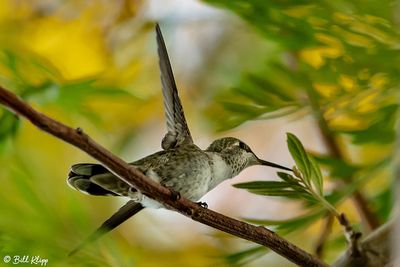 Anna's Hummingbird   28