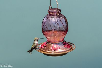Anna's Hummingbird   35