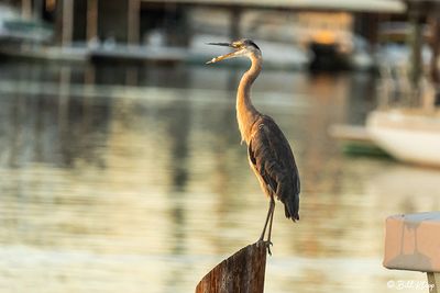Great Blue Heron  105