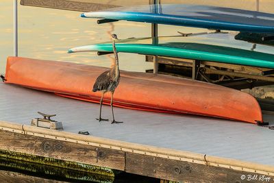 Great Blue Heron  106