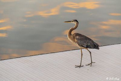 Great Blue Heron  107