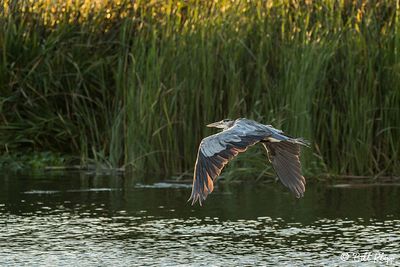 Great Blue Heron  116