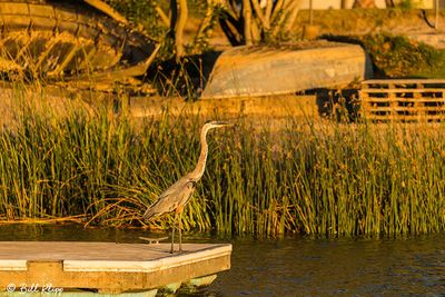 Great Blue Heron  119