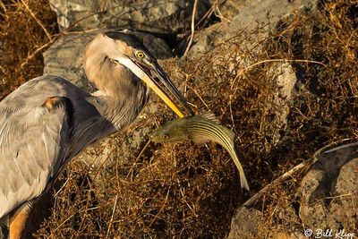 Great Blue Heron  125