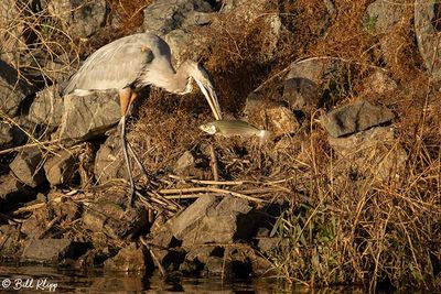 Great Blue Heron  126