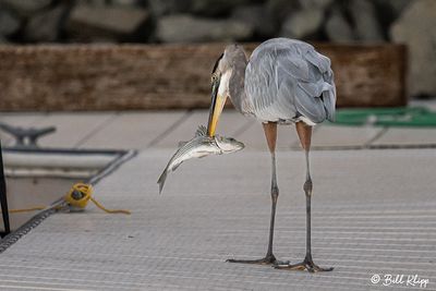 Great Blue Heron  134