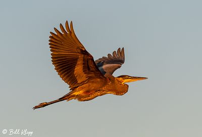Great Blue Heron  137