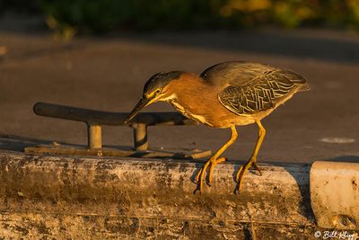 Green Heron  47