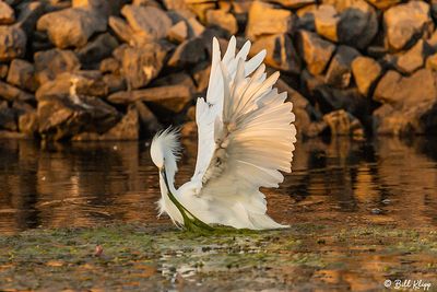 Snowy Egret  96