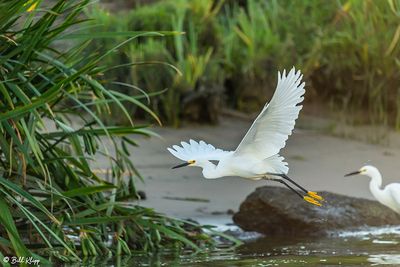 Snowy Egret  107