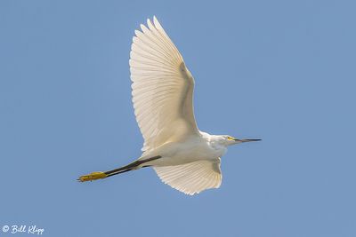 Snowy Egret  130