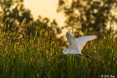 Great Egret  125