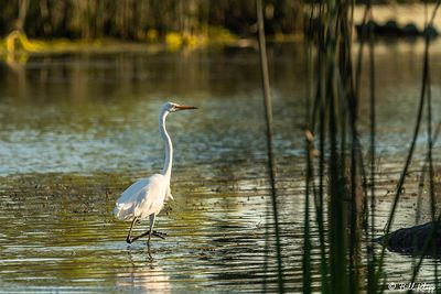 Great Egret  158