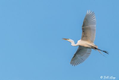 Great Egret  164