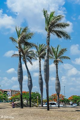 Pregnant Palm Trees  1