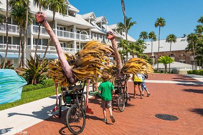 Papio Kinetic Sculpture Parade, Key West Photos by Bill Klipp