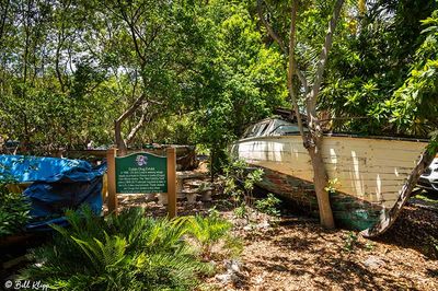 Cuban Chug, Key West Botanical Garden Collection  36a