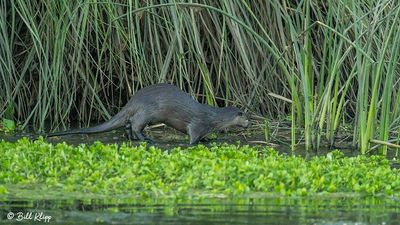River Otter 114