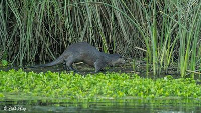 Mammals of the Delta