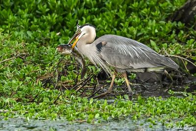 Great Blue Heron with Catfish 163 