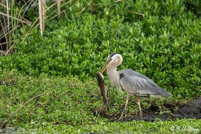 Great Blue Heron with Catfish 165