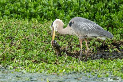 Great Blue Heron with Catfish 166