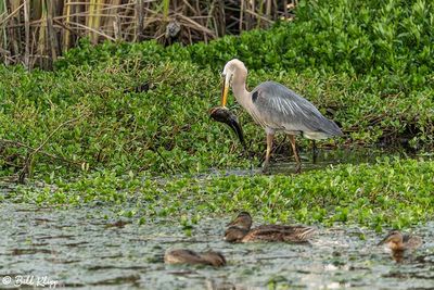 Great Blue Heron with Catfish 168